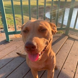 Meet your Posher, Autumn